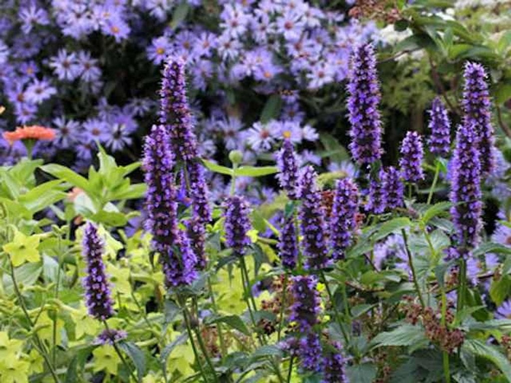 agastache  black adder  in POT   bloeit   vlinders, Tuin en Terras, Ophalen, Vaste plant