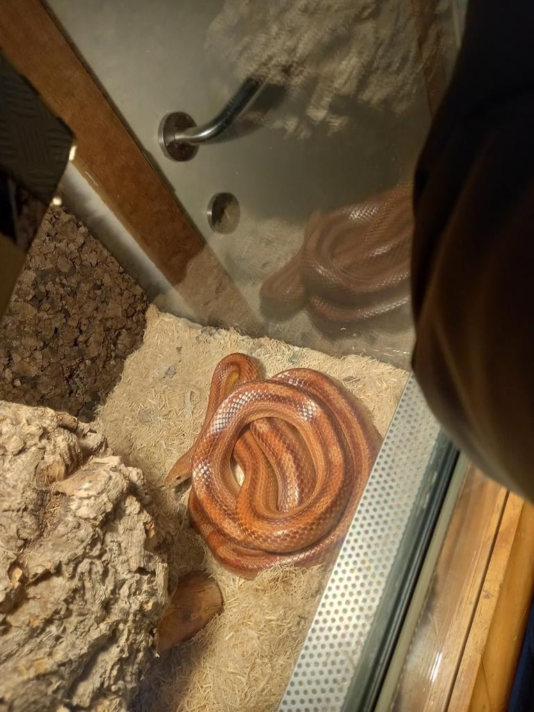 Slang, Animaux & Accessoires, Reptiles & Amphibiens, Serpent