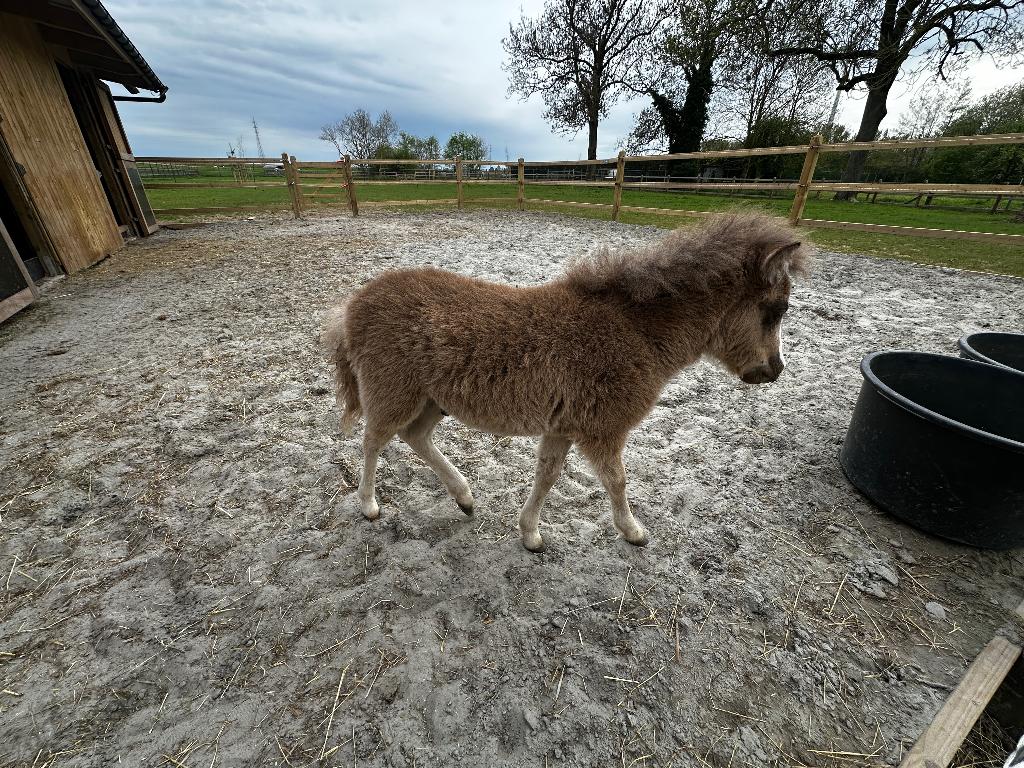 Minipaardje veulen hengst, Dieren en Toebehoren, Hengst, Niet van toepassing, Gechipt, 0 tot 2 jaar