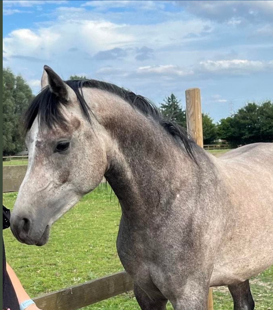 1 hengst te koop 6 jaar, Étalon, Non dressé, Poney E (1.48 m - 1.57m), Avec puce électronique