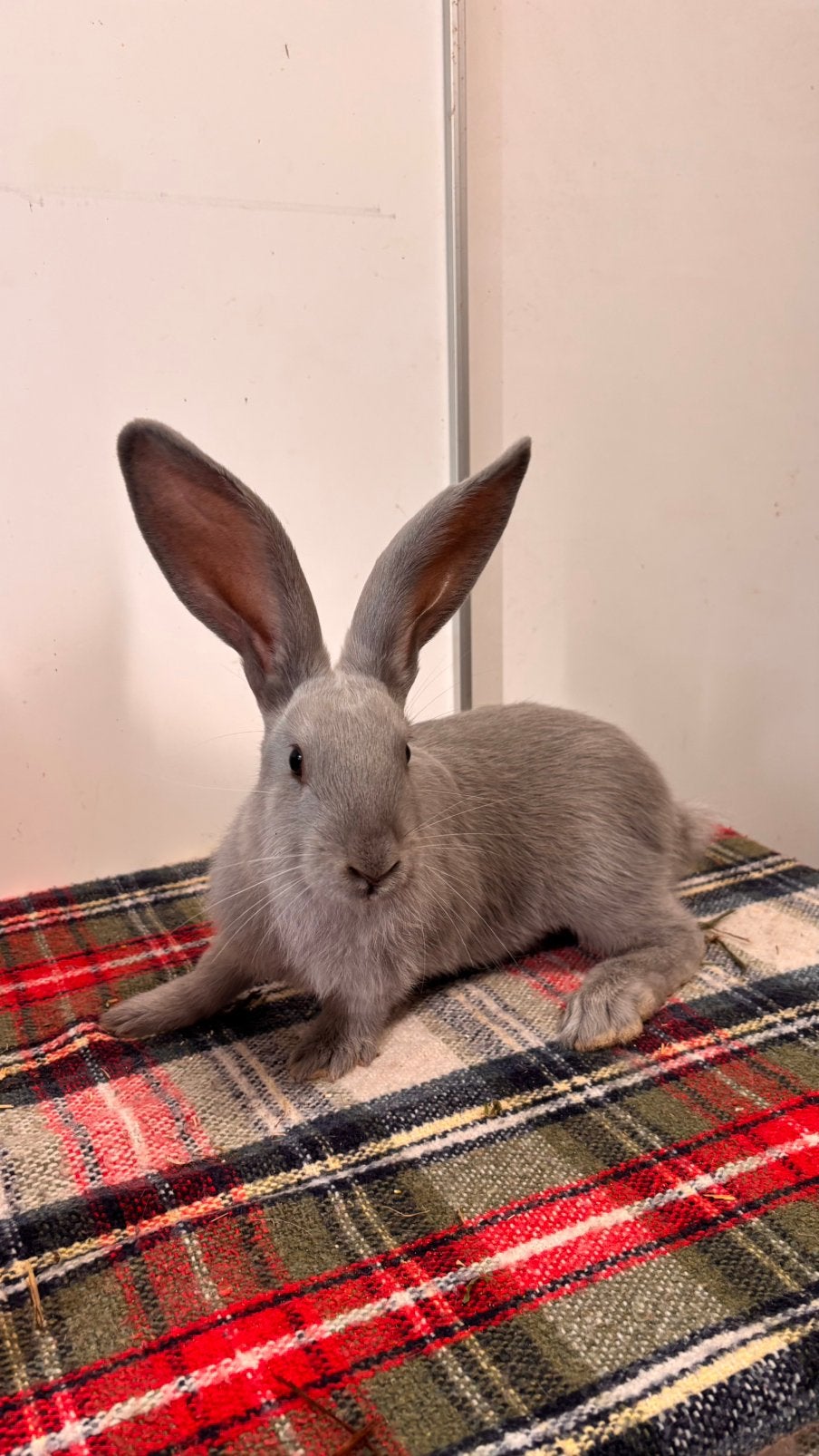Blauw van Sint Niklaas, Dieren en Toebehoren, Vrouwelijk, Groot, 0 tot 2 jaar