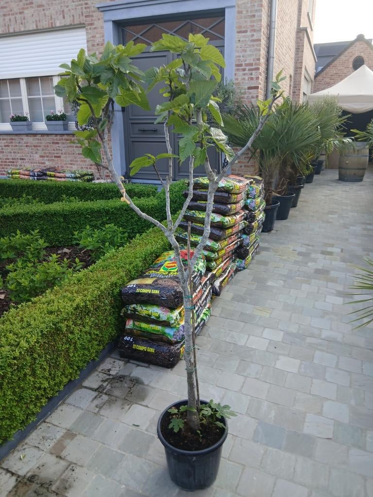 ‼️vijgenbomen aan promoprijzen ‼️, Jardin & Terrasse, Plantes | Arbustes & Haies, Enlèvement