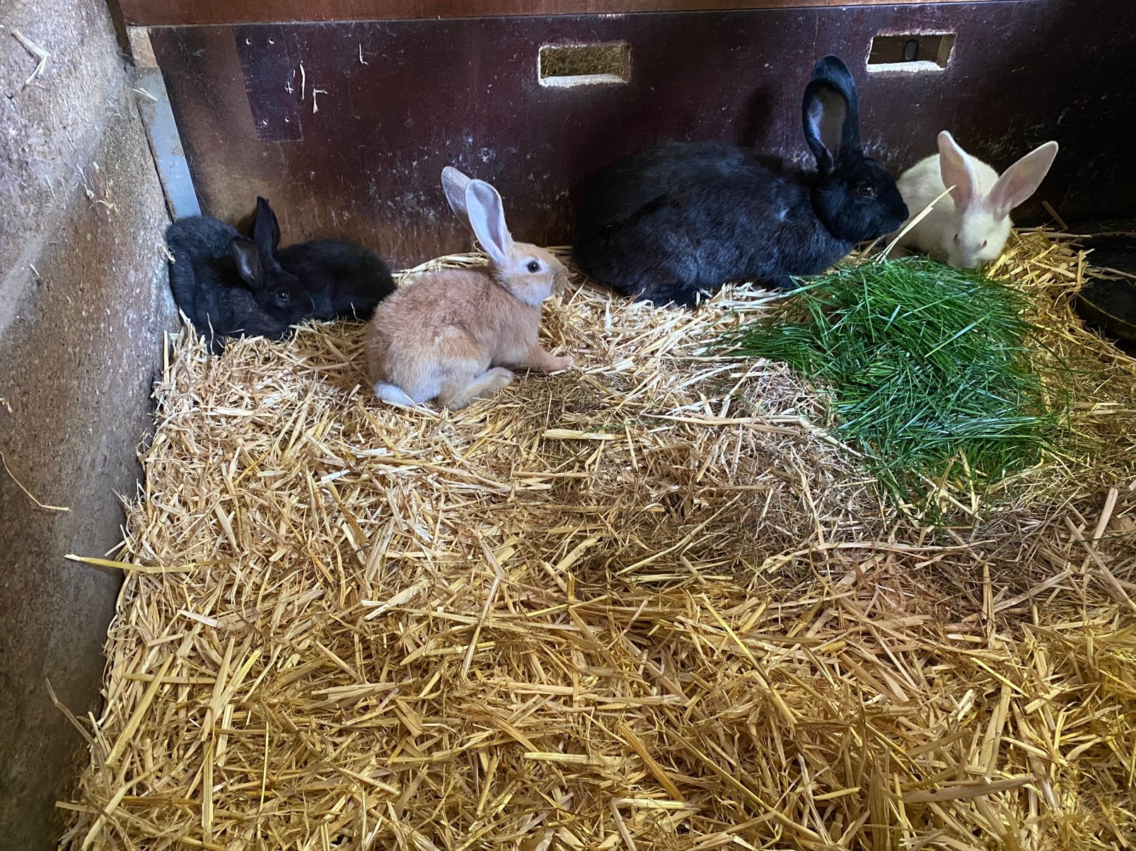 Konijnen te koop, Dieren en Toebehoren, Meerdere dieren, Middelgroot, 0 tot 2 jaar