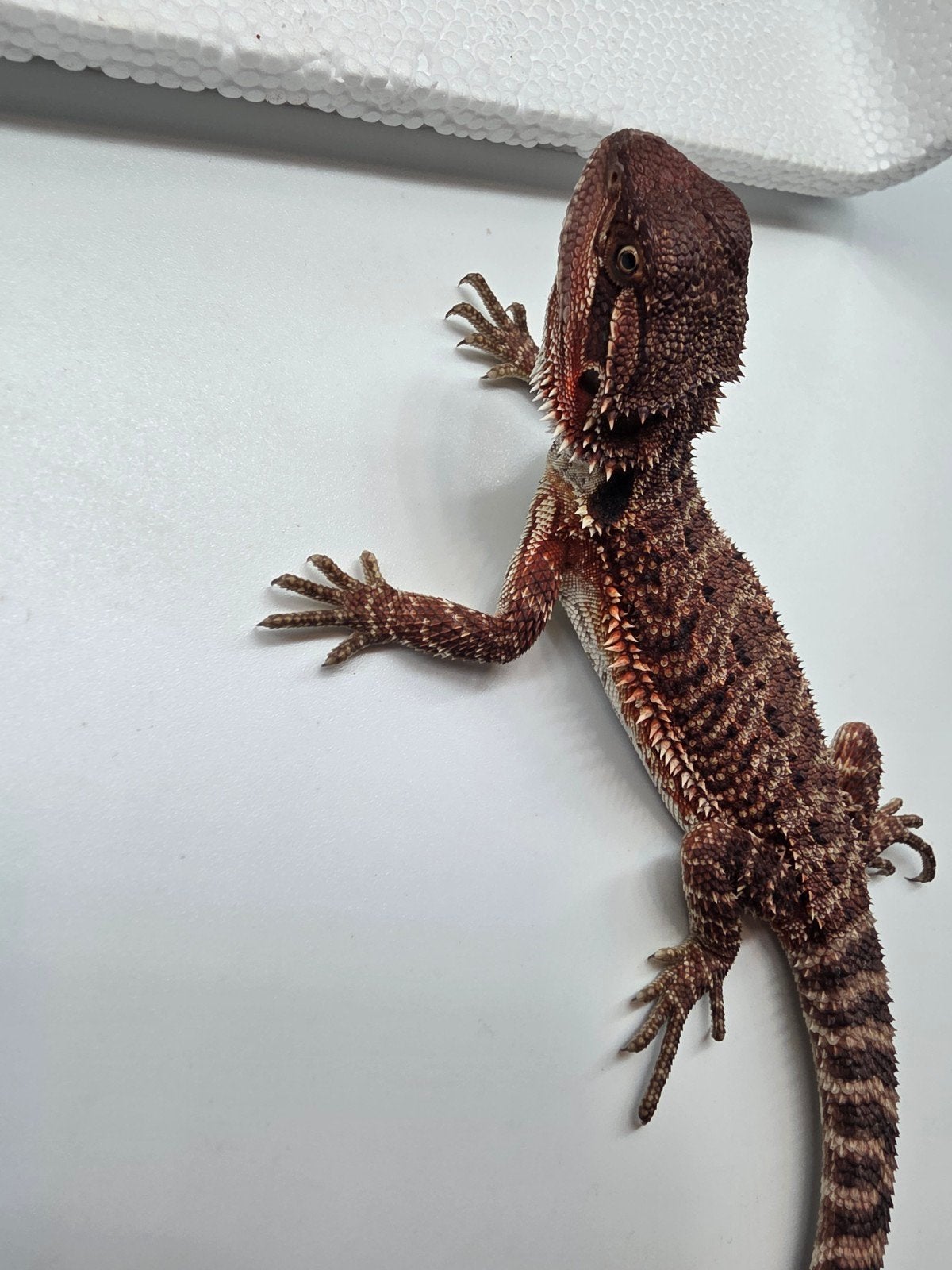 Baardagaam dark red monster het hypo vrouw, Dieren en Toebehoren
