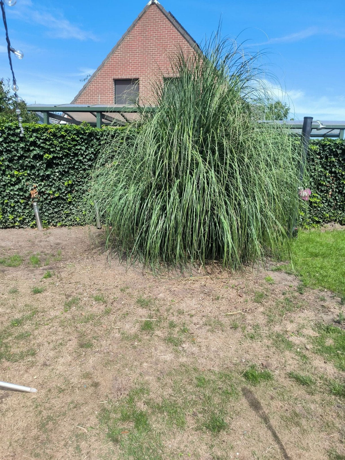 Pampasgras struik gratis, Tuin en Terras, Planten | Bomen, Ophalen
