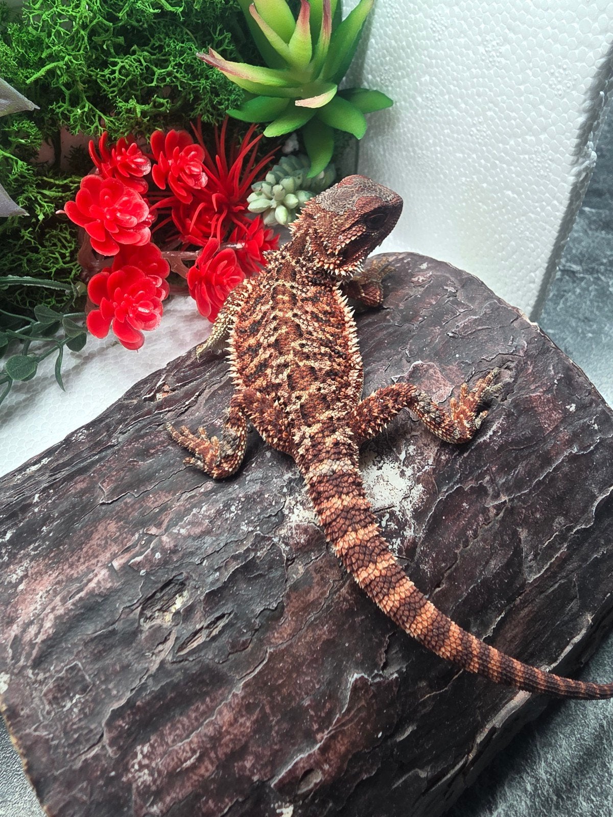 100% dark red monster het hypo man