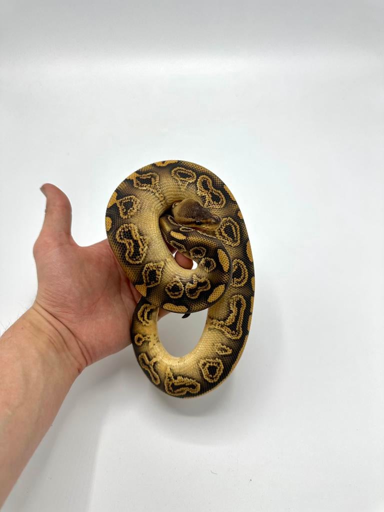 Diverse koningspythons - Python regius, Dieren en Toebehoren, Slang, Tam, 0 tot 2 jaar