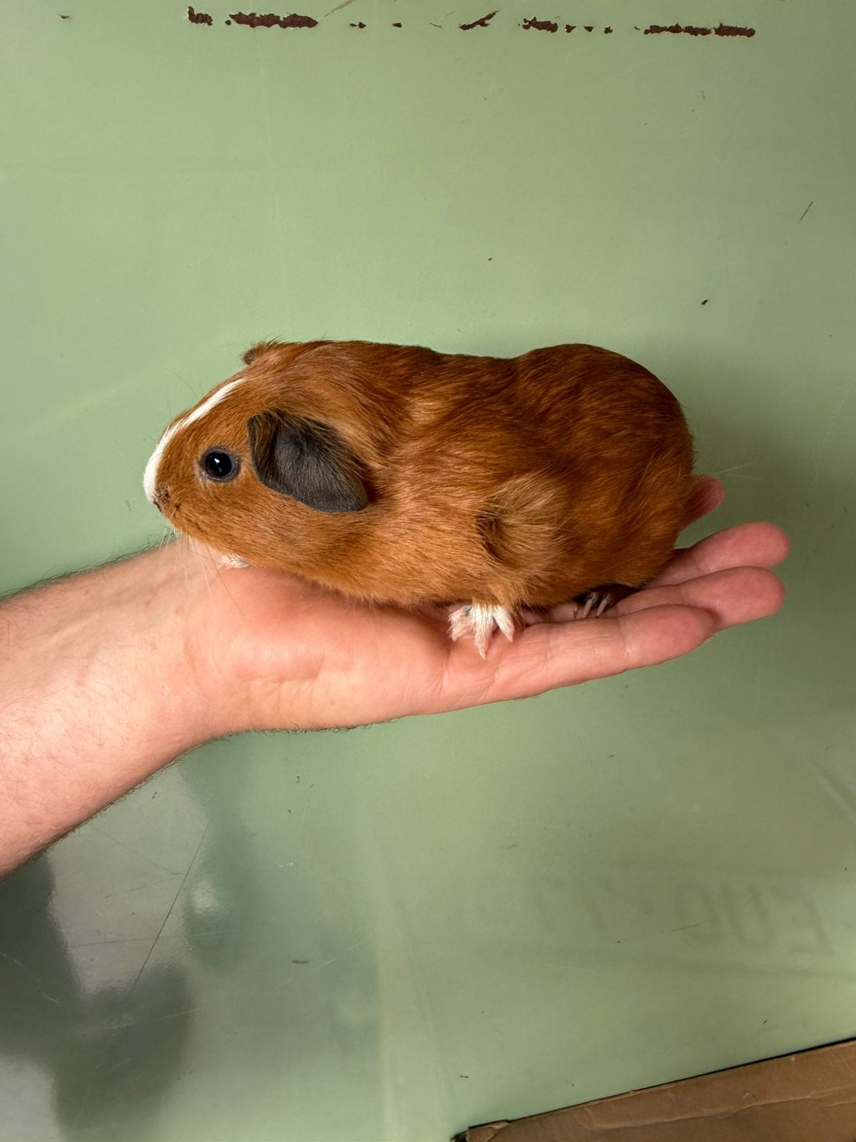 Gladhaar zeugje, Dieren en Toebehoren, Knaagdieren, Cavia, Juni, Vrouwelijk, Tam