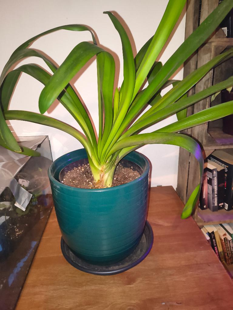 Zeer grote Clivia (St. Jozefplant), Huis en Inrichting, Kamerplanten, Ophalen, Overige soorten, Halfschaduw, Minder dan 100 cm