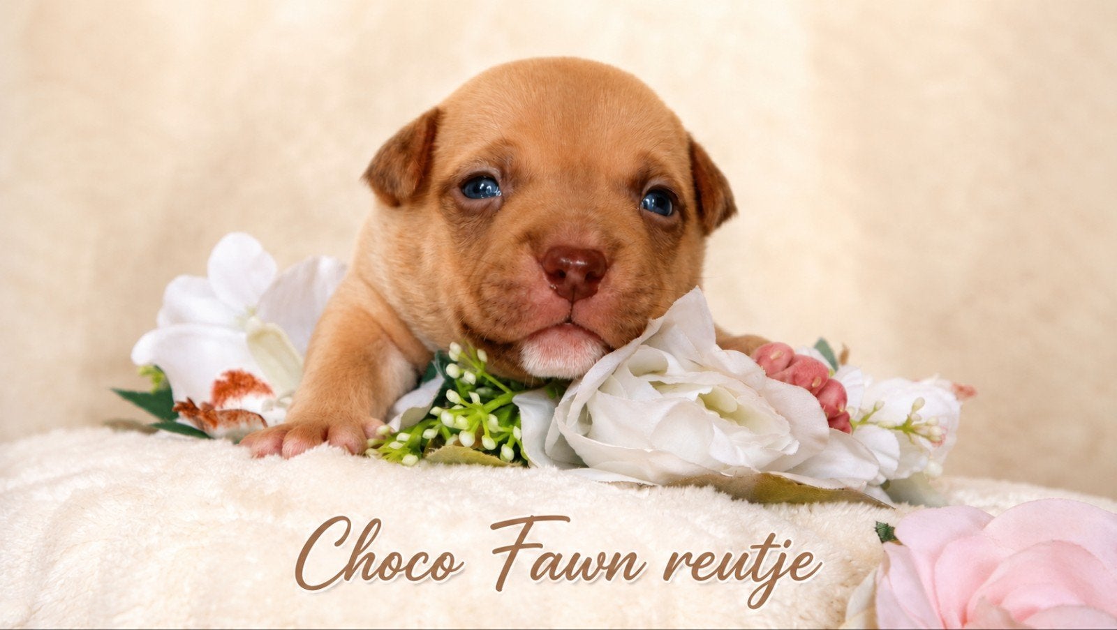 Prachtige American Bully pups, Animaux & Accessoires, Maladie de Carré (chiens), Autres races, Plusieurs, Belgique