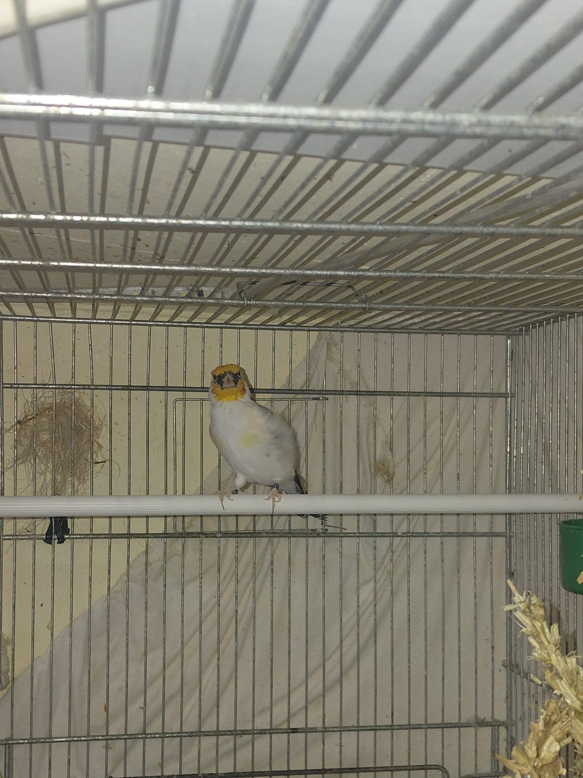 Chardonnerets male 2023