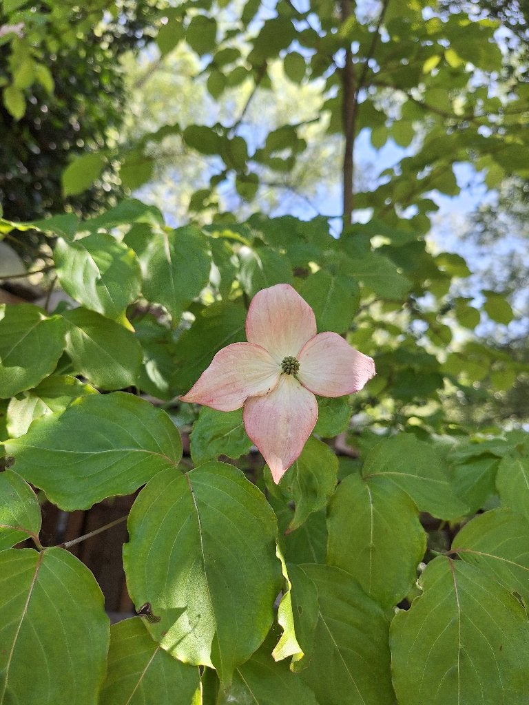 Cornus kousa boom, Tuin en Terras, Planten | Bomen, Overige soorten, 250 tot 400 cm, Zomer, Ophalen