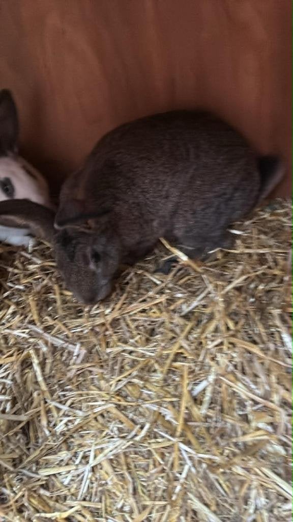 lapin, Mâle, Taille moyenne, 0 à 2 ans