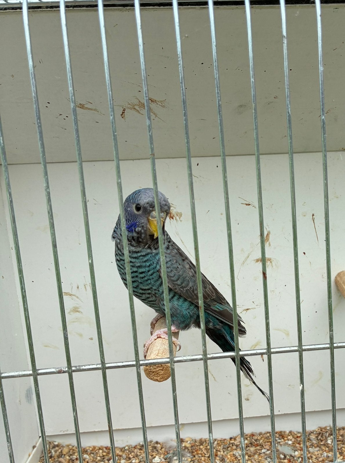 BFBW en BF grasparkiet mannen 2026, Dieren en Toebehoren, Geringd