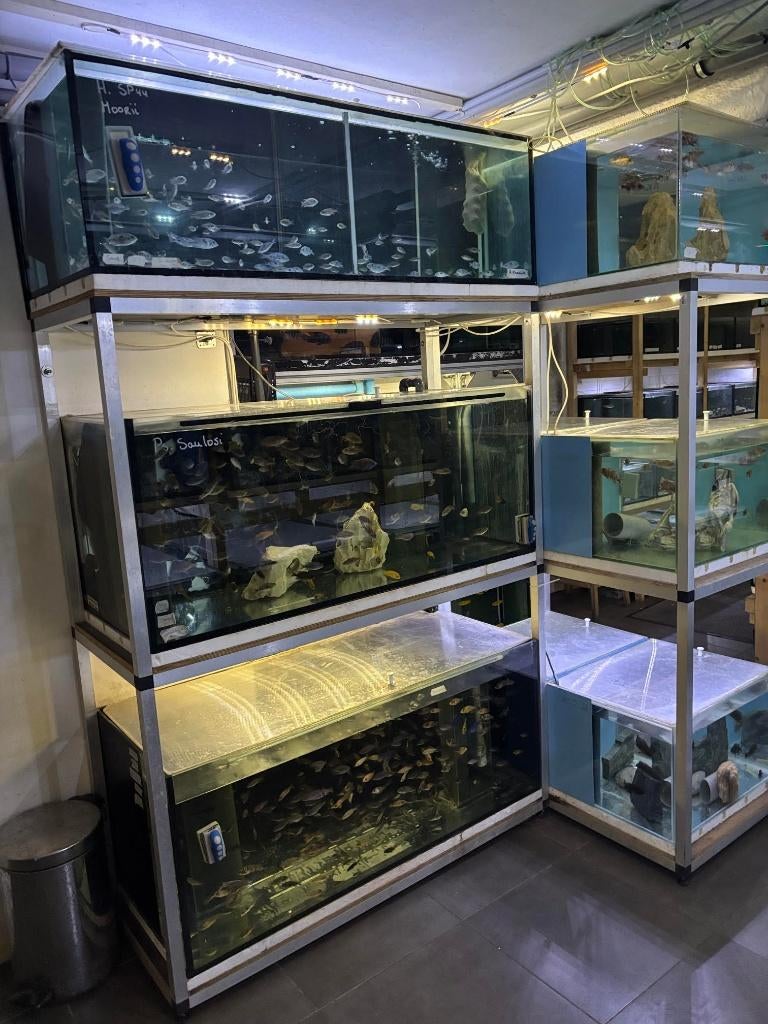 Kweekstelling kweekblok aquarium siervissen cichliden 1400L., Animaux & Accessoires, Poissons | Aquariums & Accessoires, Utilisé