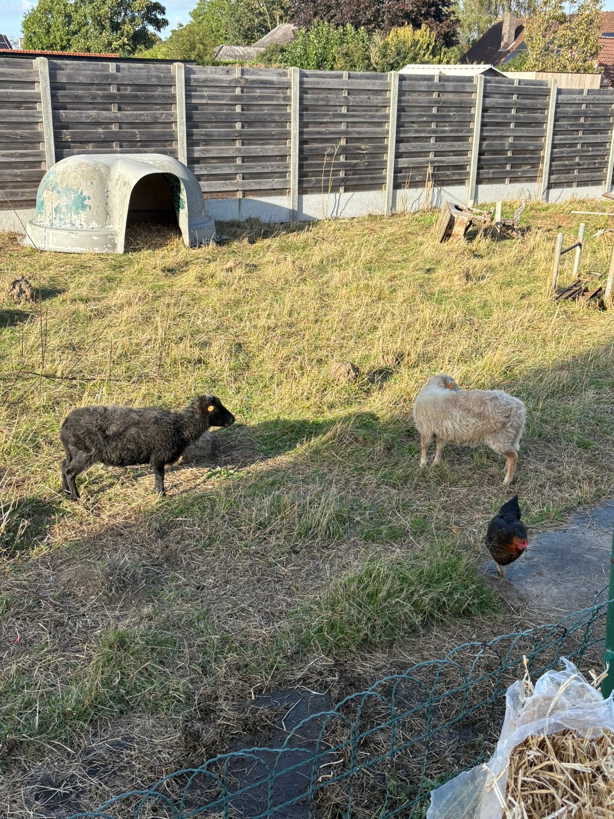 Ouessant schaapjes, Dieren en Toebehoren