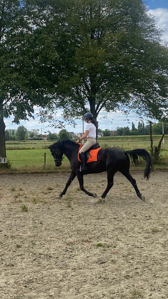 Zadelmak maken en doorrijden, Animaux & Accessoires, Chevaux & Poneys | Brides & Harnachement, Enlèvement