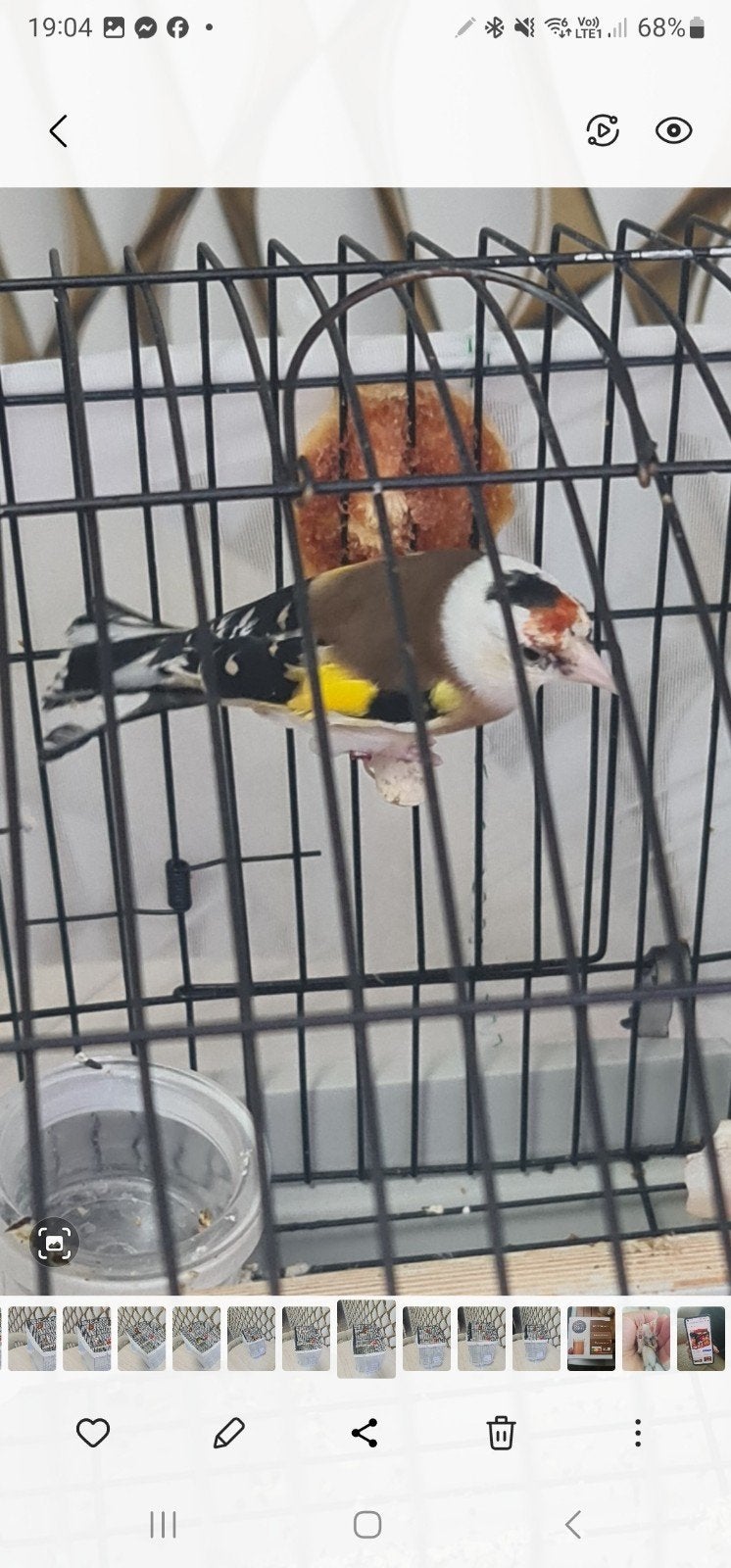 chardonneret male