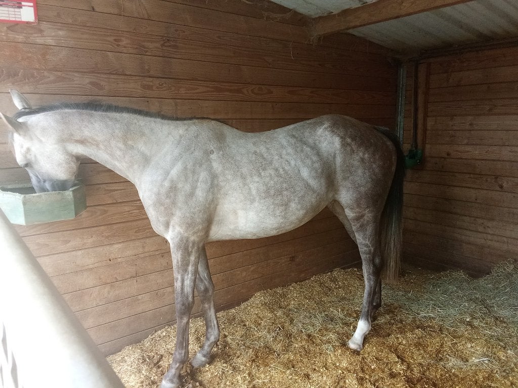 Belle jument de 4 ans, Avec pedigree, 160 à 165 cm, Cheval de récréation, Jument