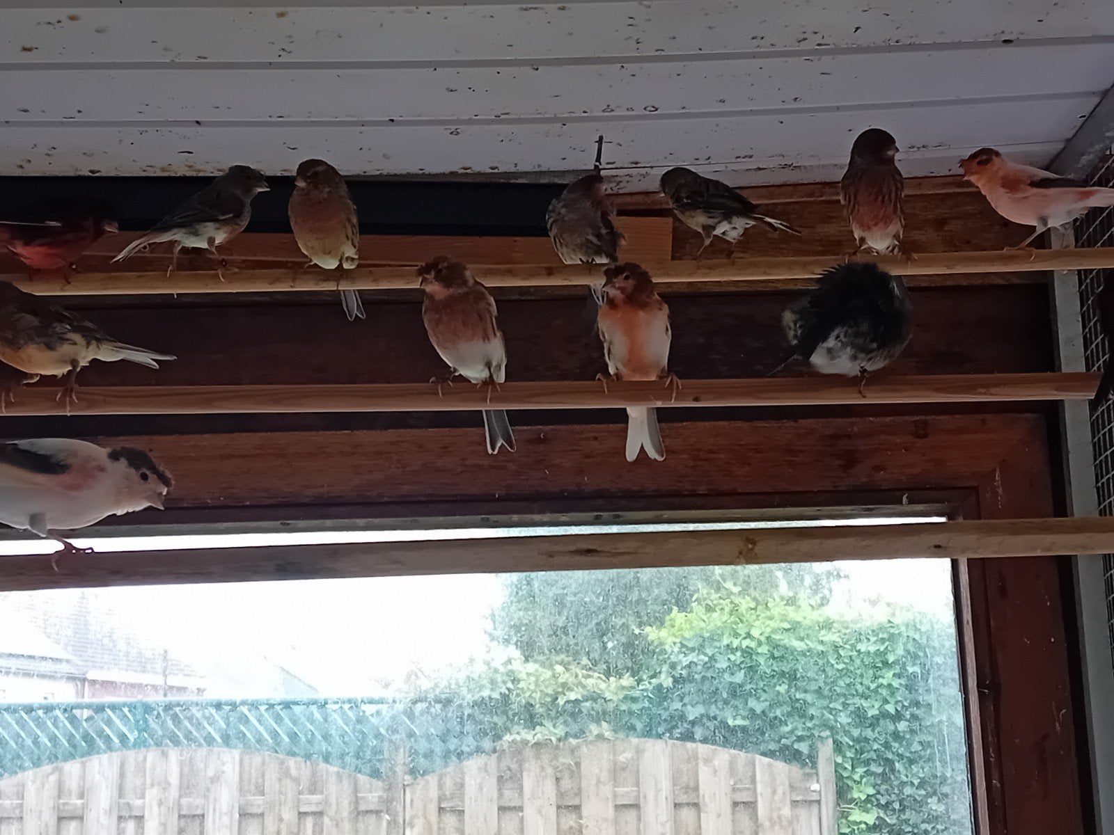 kanaries, Dieren en Toebehoren