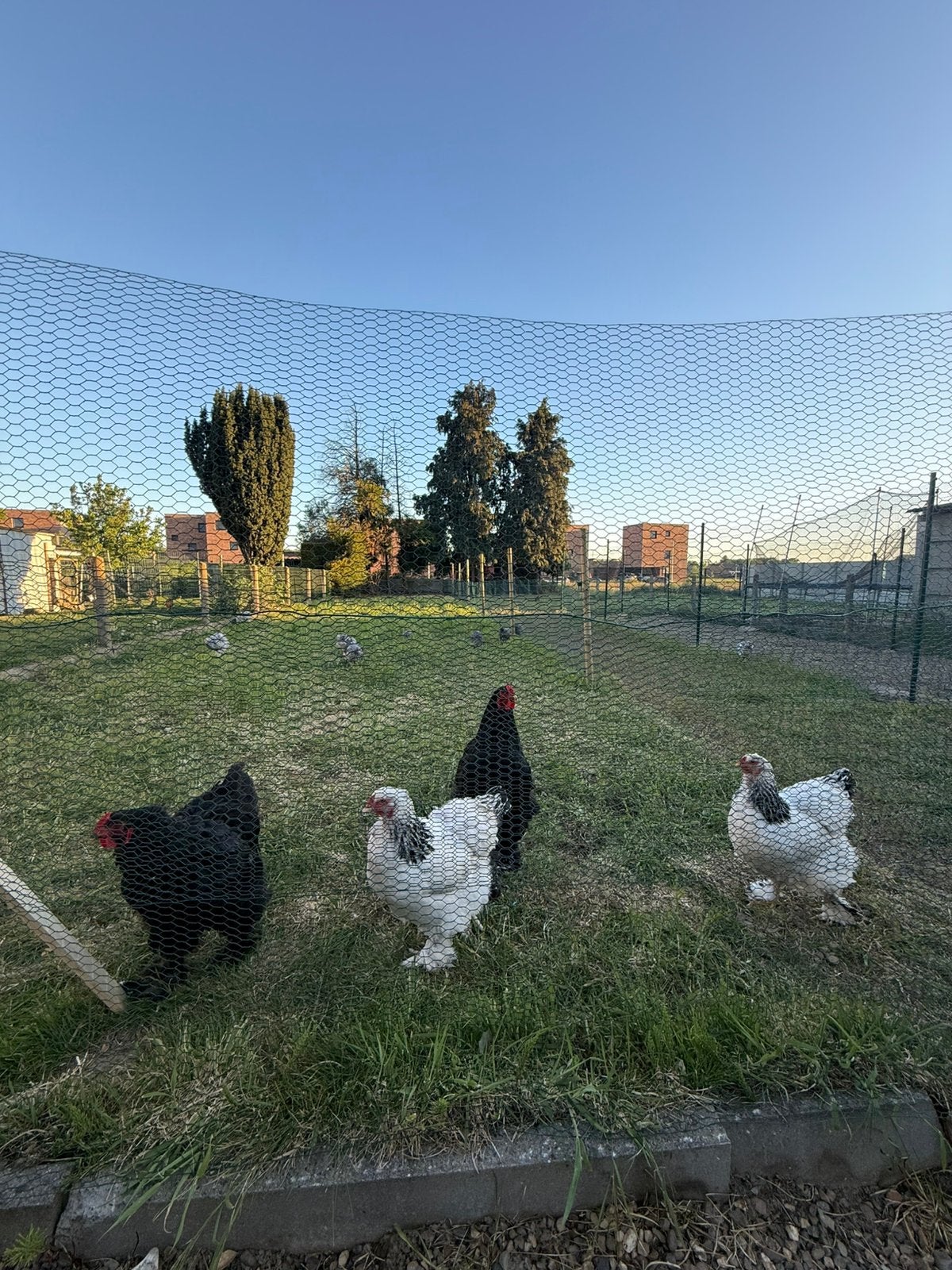 BRAHMA HENNEN, Dieren en Toebehoren