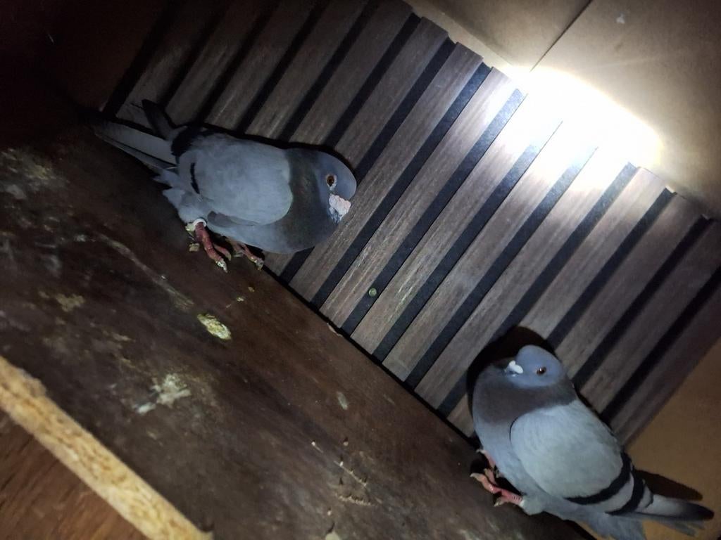 Mooie postduiven, Dieren en Toebehoren, Vogels | Duiven