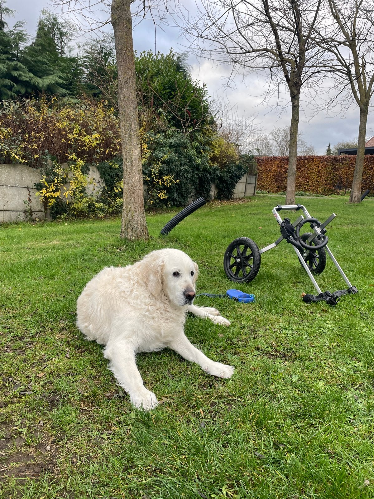 Rolstoel honden, hondenrolstoel middelgroot, Ophalen