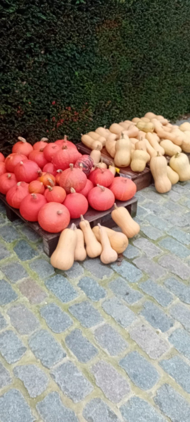 pompoenen en butternuts, Ophalen
