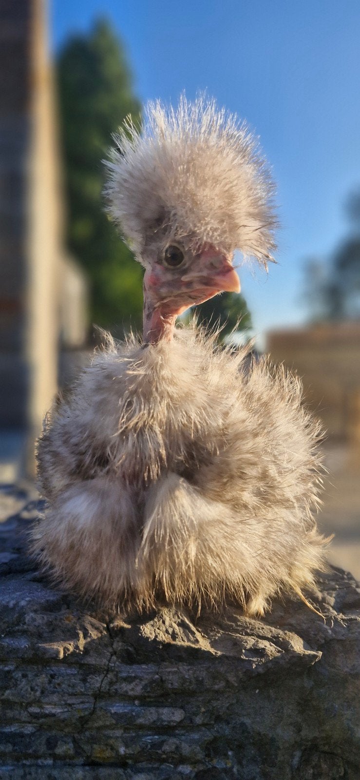 usa zijdehoen showgirl, Dieren en Toebehoren, Pluimvee