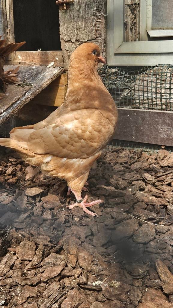 Jonge king, Dieren en Toebehoren, Geslacht onbekend, Overige soorten