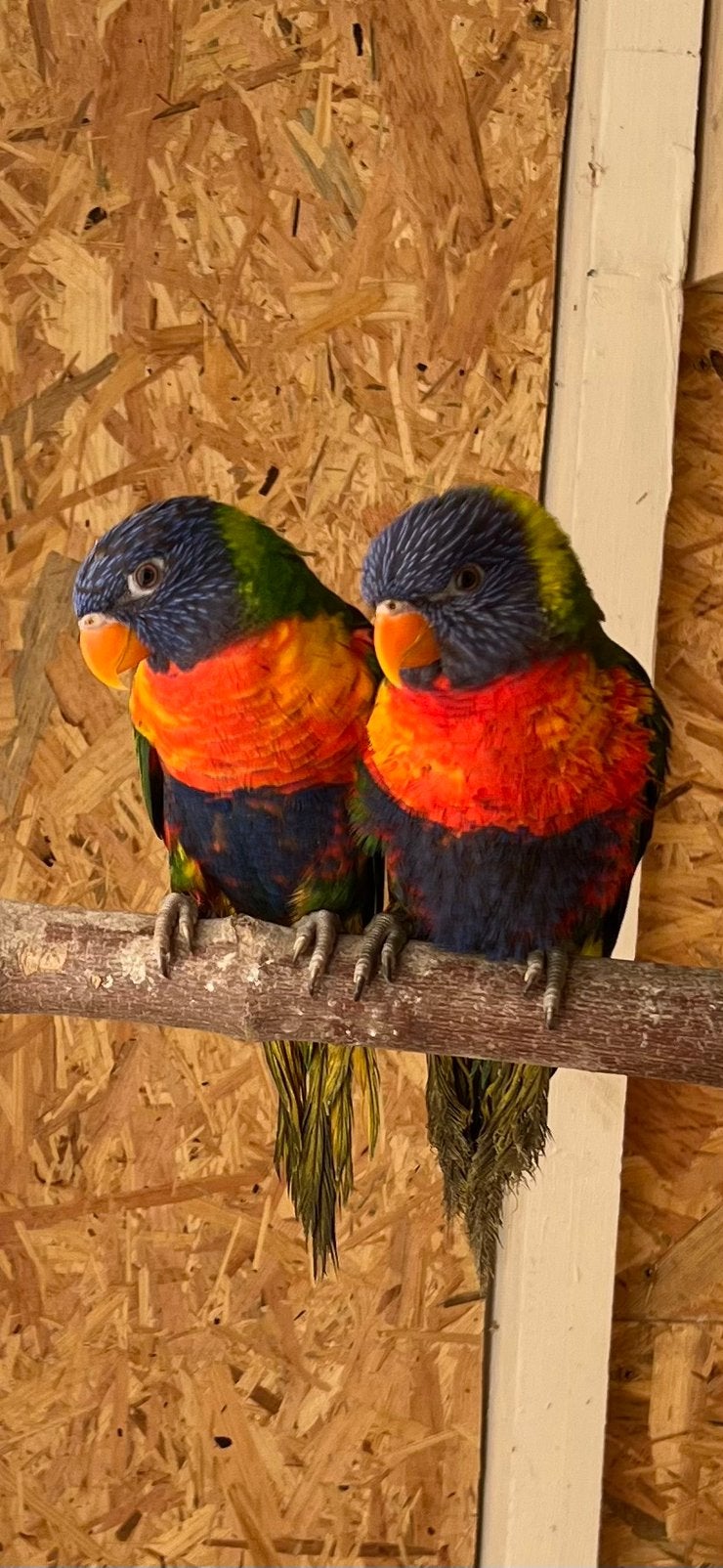 Koppel lori’s van de blauwe bergen te ruil., Dieren en Toebehoren, Papegaai