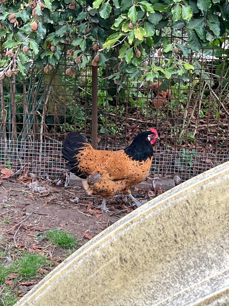 Vorwerk en Cream legbar hennen, Animaux & Accessoires, Volatiles, Plusieurs animaux, Poule ou poulet