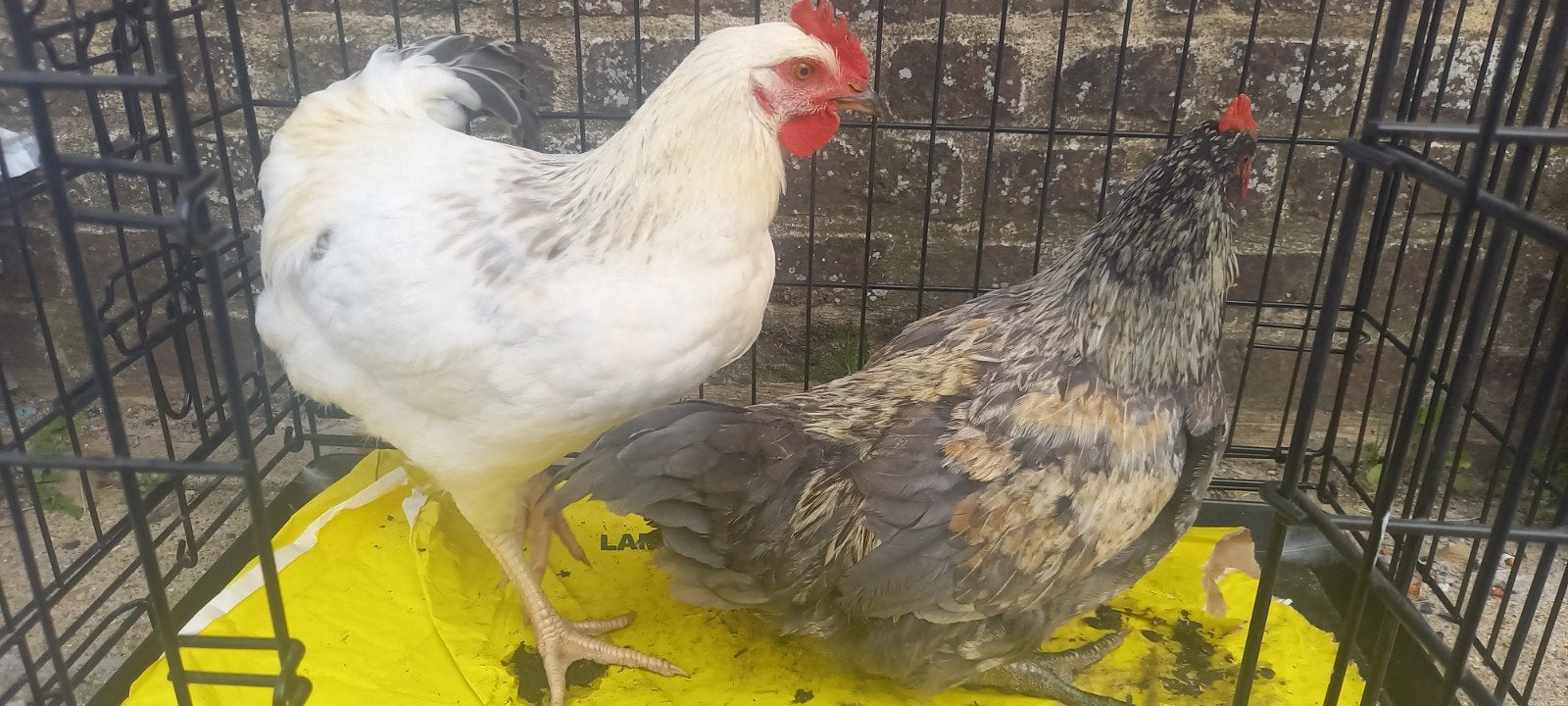 Jonge hanen van legkippen, Dieren en Toebehoren, Pluimvee