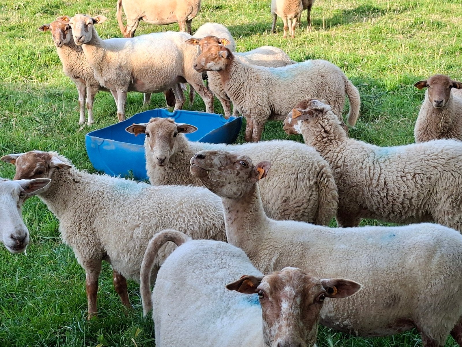 6 stamboek houtlander rammen, Dieren en Toebehoren