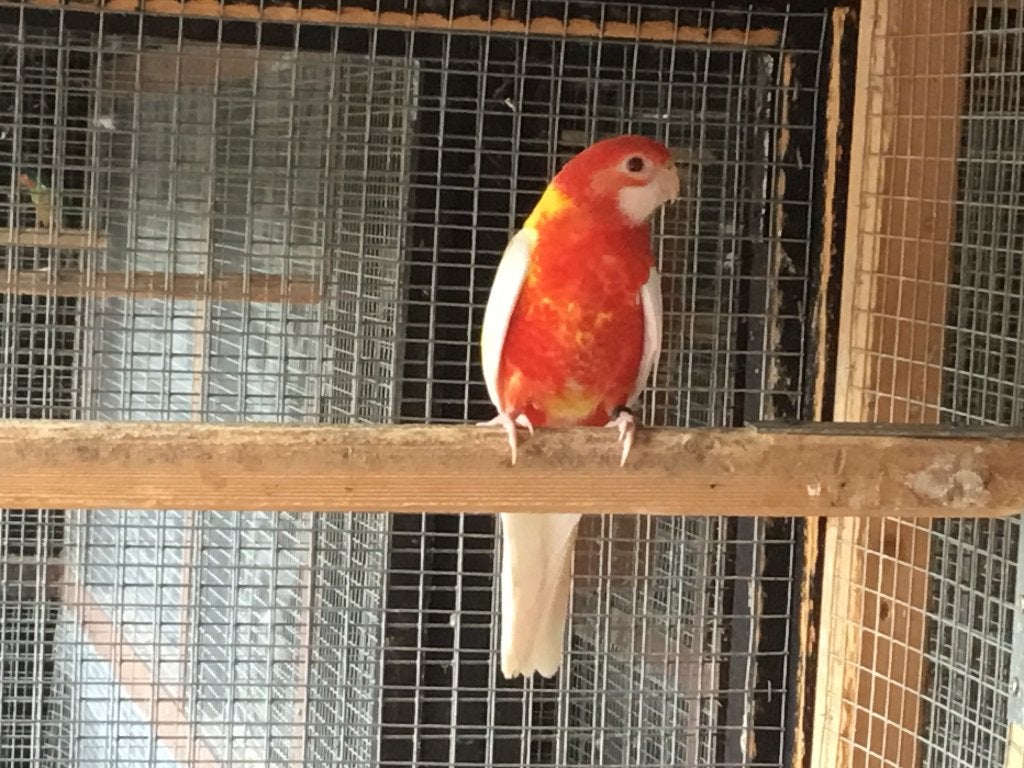 Rubino rosella