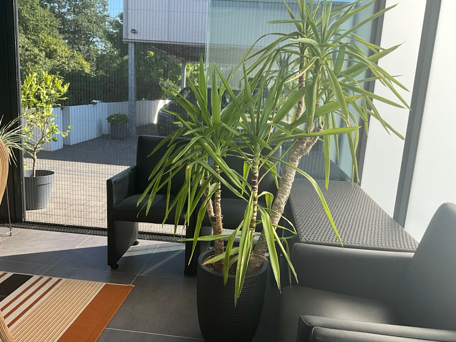 Yucca, Ophalen