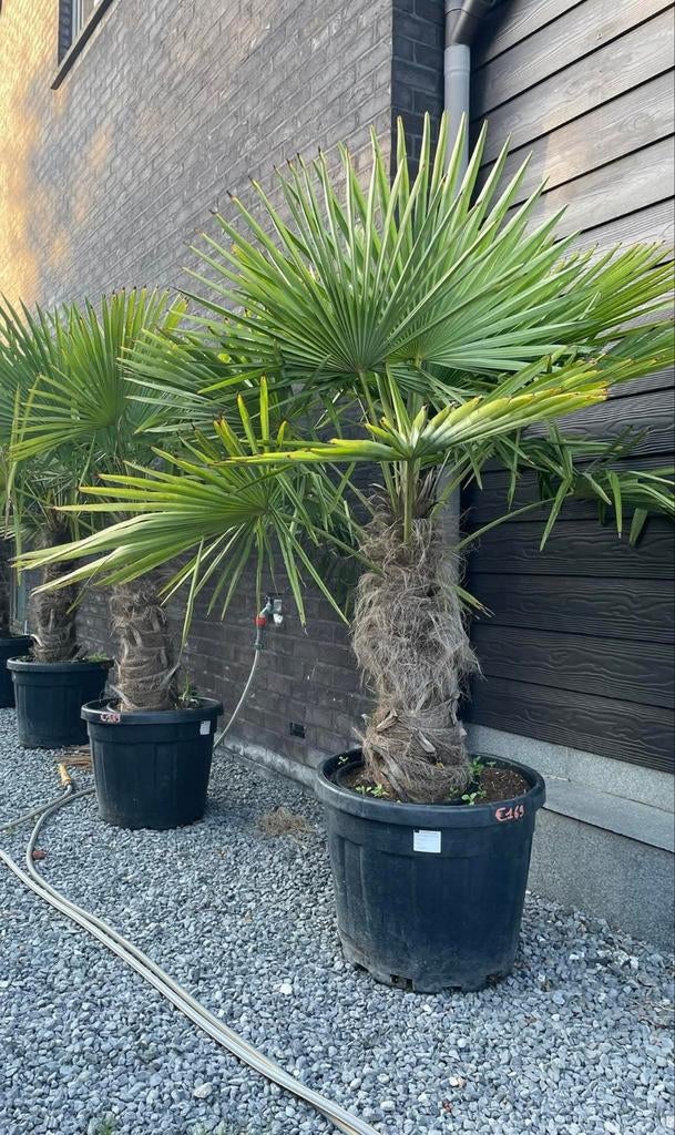 ‼️palmbomen trachycarpus fortunei aan promoprijzen ‼️, Tuin en Terras, Ophalen