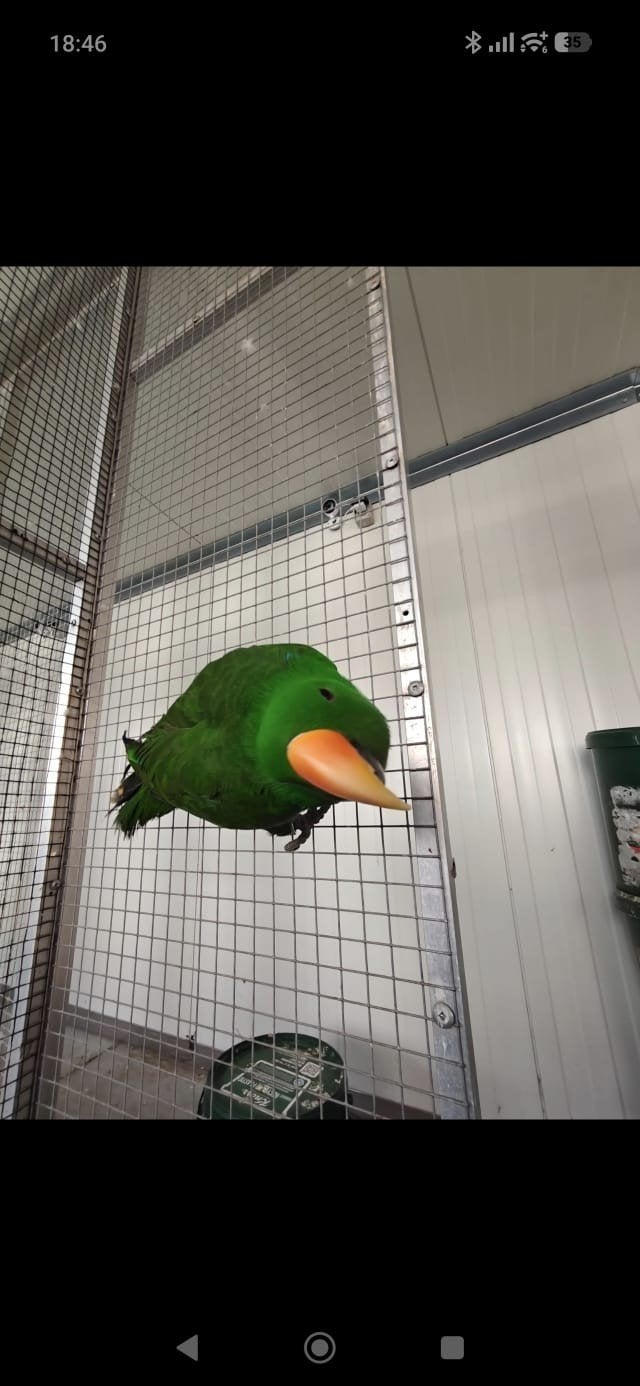 Edelpapegaai man, Dieren en Toebehoren, Mannelijk, Papegaai, Pratend
