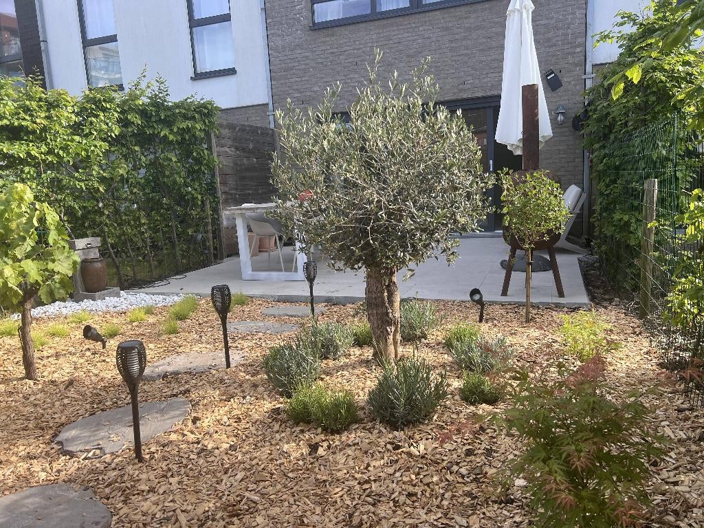 Prachtige, oude olijfboom met karaktervolle stam, Tuin en Terras, Ophalen, Volle zon, Olijfboom