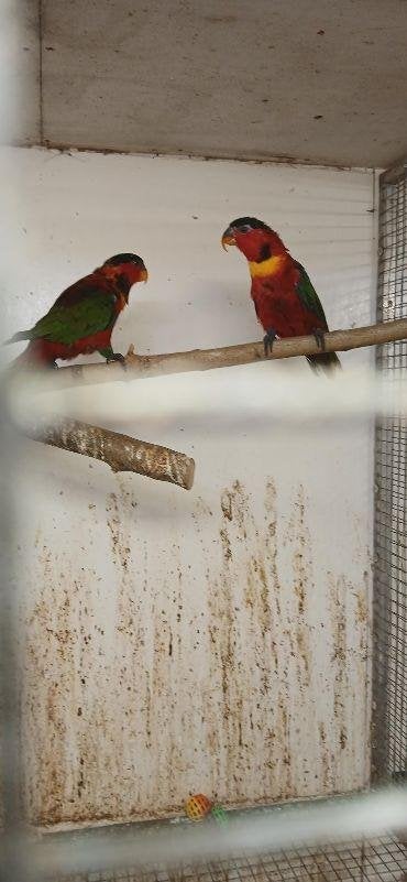 Diverse lori's, Dieren en Toebehoren, Geringd