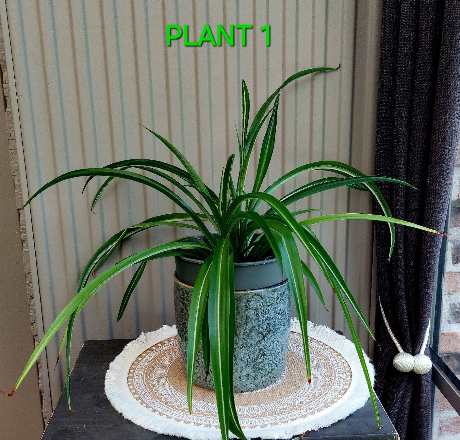 Mooie grote graslelie (Chlorophytum), Enlèvement, Plein soleil