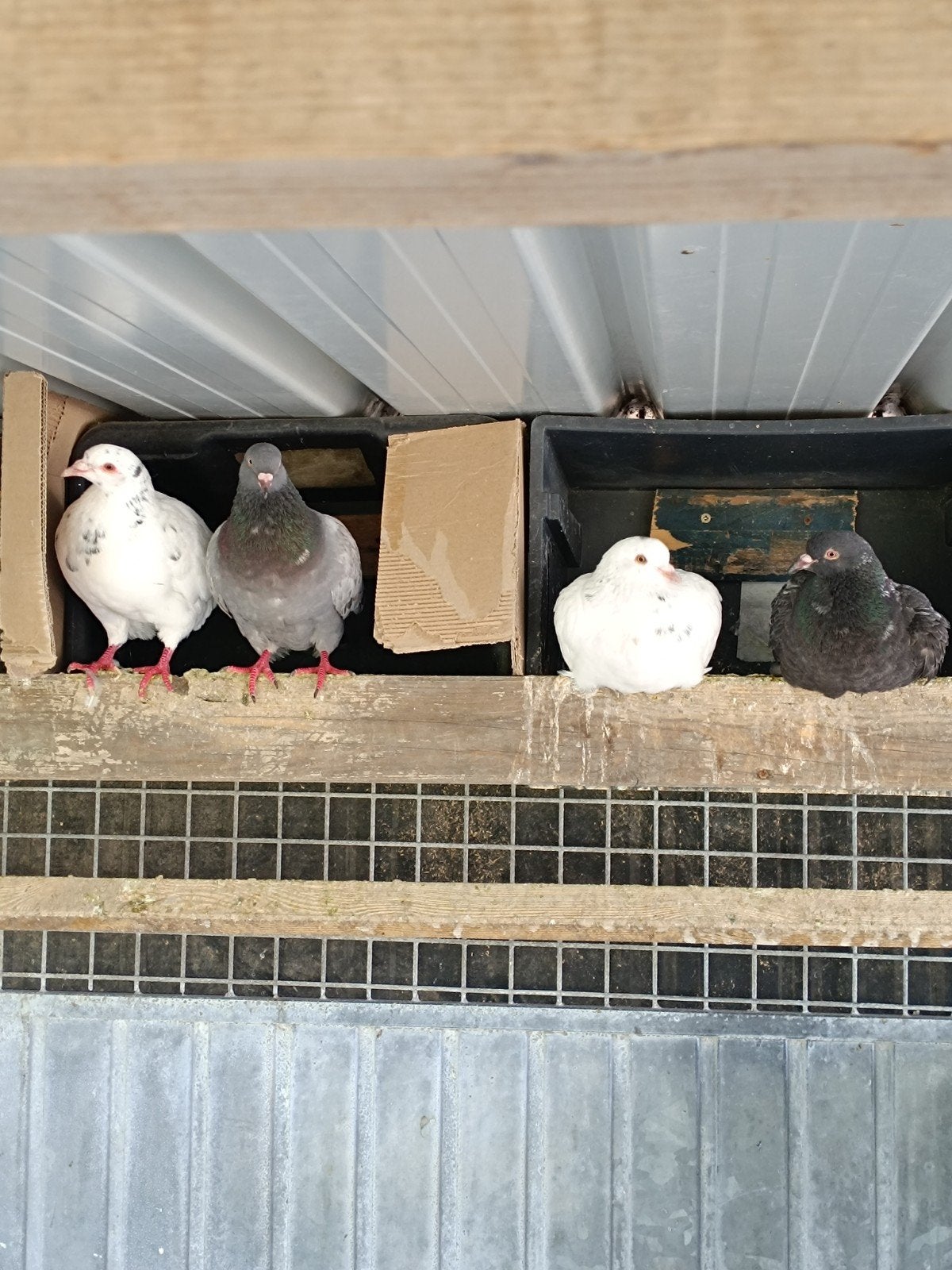 texan duiven, Dieren en Toebehoren, Vogels | Duiven