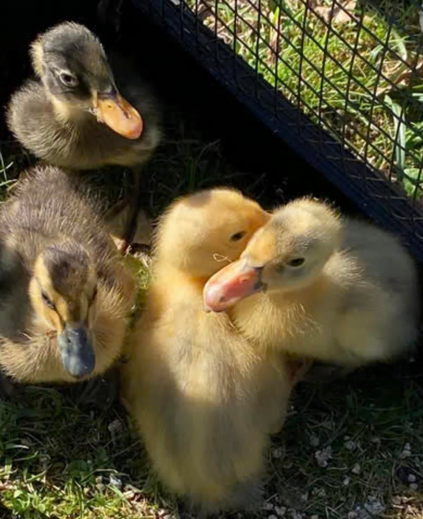 Indische loopeend kuikens, Dieren en Toebehoren, Pluimvee, Geslacht onbekend, Eend