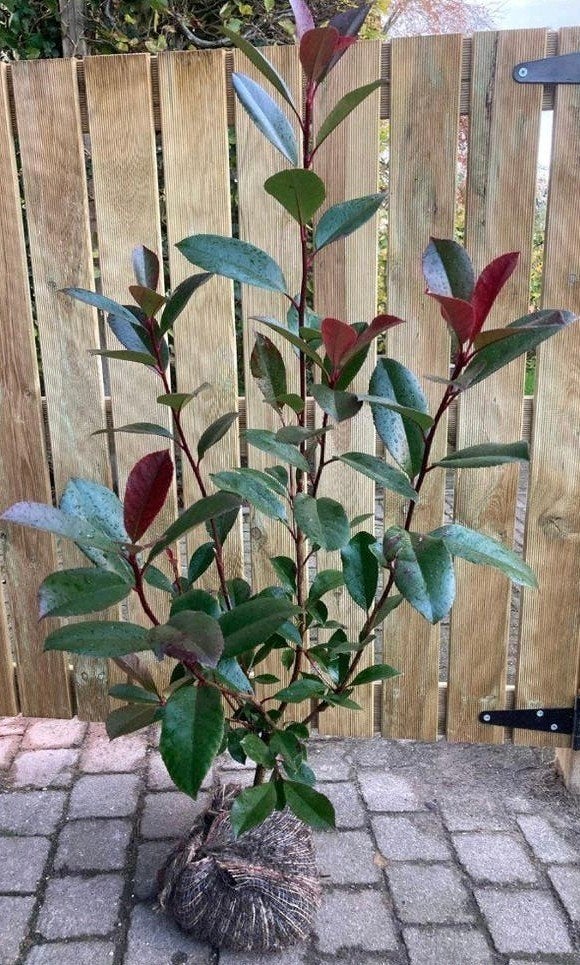 photinia 'Red robin' - glansmispel, Tuin en Terras, Ophalen, Haag