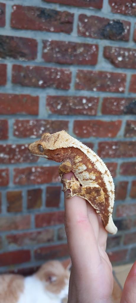 Lieve Red Drippy Whitewall Tricolor wimpergekko man, Lézard, Domestique, 0 à 2 ans