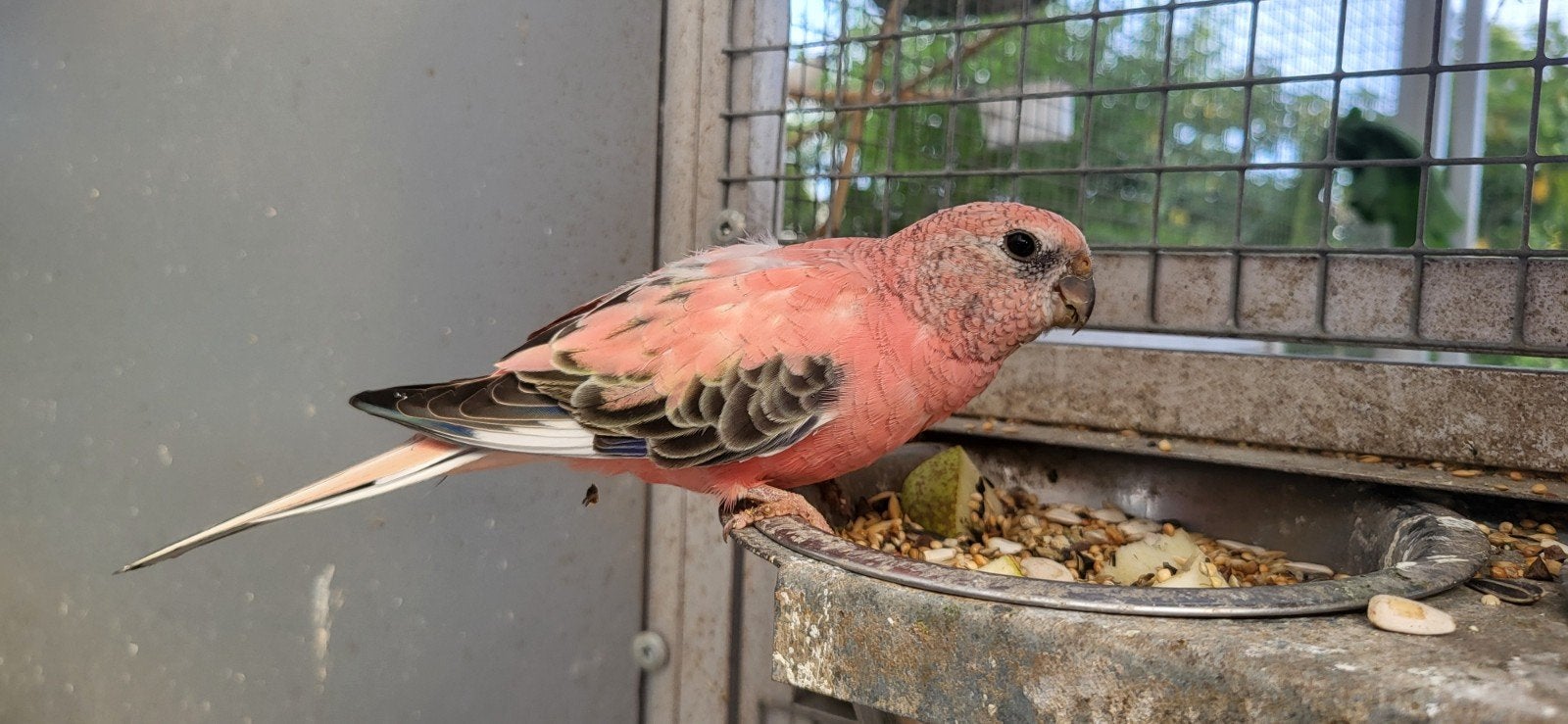 perruche de bourke male, Dieren en Toebehoren