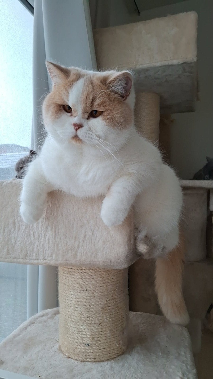 Britse korthaar kater, Chat, Avec pedigree, 3 à 5 ans