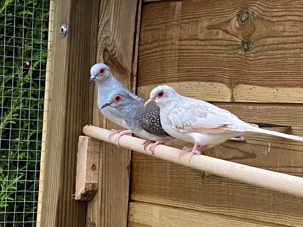 Colombes diamantées, Animaux & Accessoires, Sexe inconnu, Autres espèces