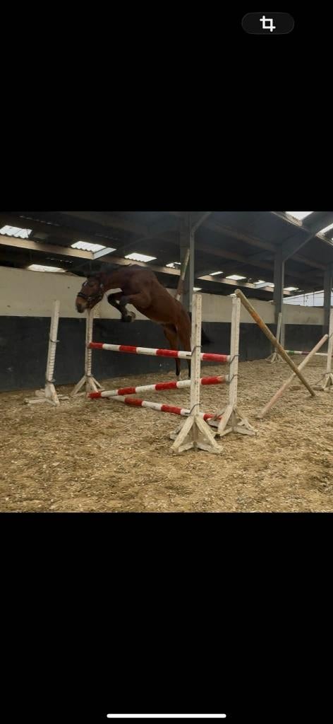 Chevaux de sport, Étalon, Z