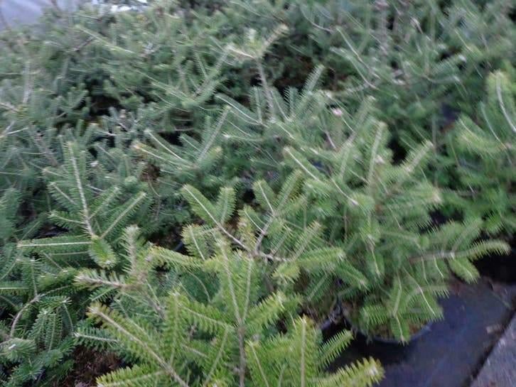 Abies Koreana — Sapin de Corée en pot, Enlèvement ou Envoi